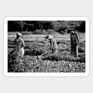 Field work. Myanmar. Magnet